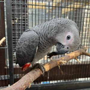 little Girl African Grey Parrots