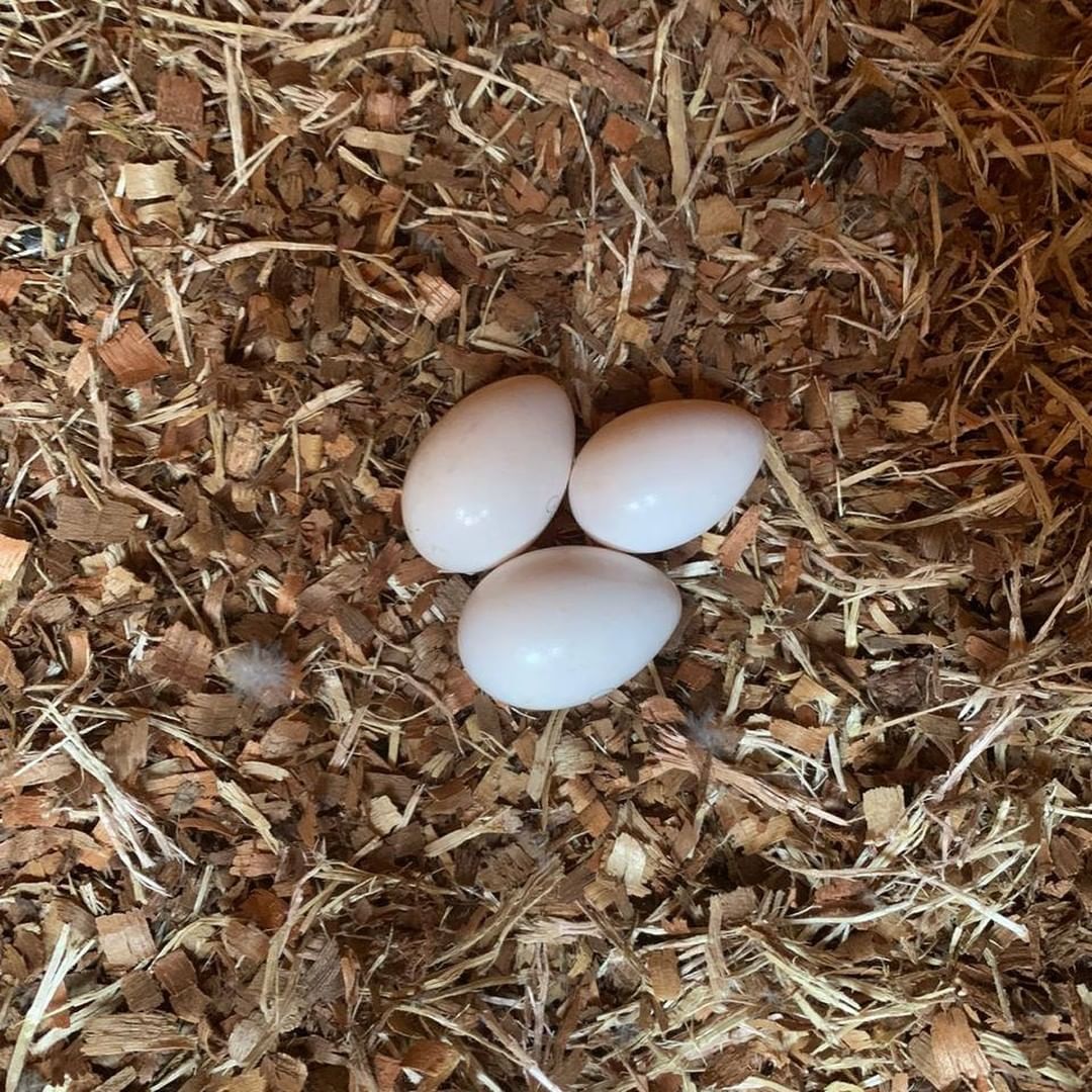 blue and gold macaw eggs for sale