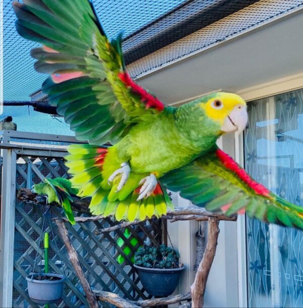 exotic parrots for sale