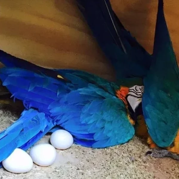 Blue and Gold Macaw parrot eggs for sale