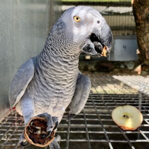 Male African Grey Parrot