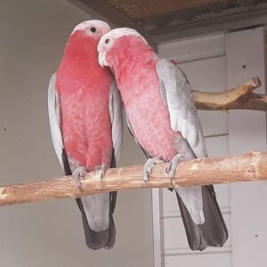 Male and Female Galah Cockatoo Parrots