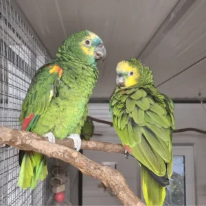 Male and Female Amazon Parrots