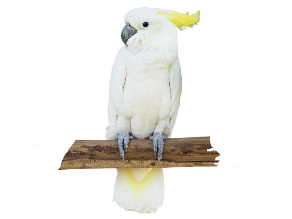 Cockatoos Parrots for sale