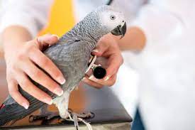 baby parrot care