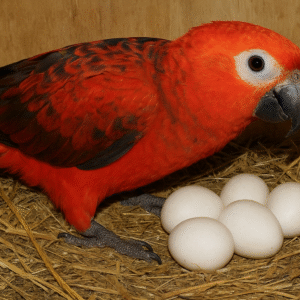 Buy Red Factor African Parrot Eggs Online