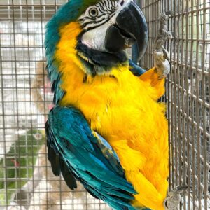 Talking 4-Month-Old Hand-Fed Macaws