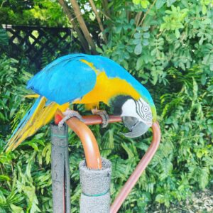 Playful Blue & Gold Macaw Parrot