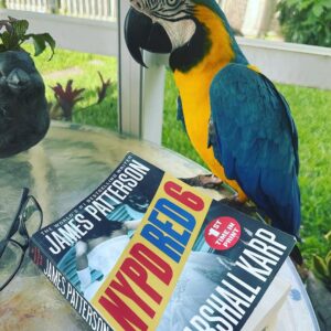 Fully Tamed Male Blue & Gold Macaw