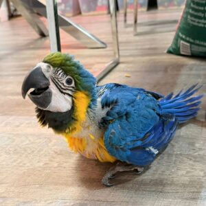 Baby Blue & Gold Macaw Parrots