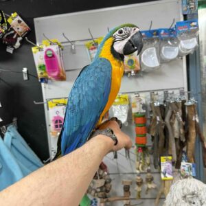 Male Blue and Gold Macaw
