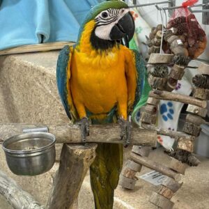 Charming Female Macaw Parrot