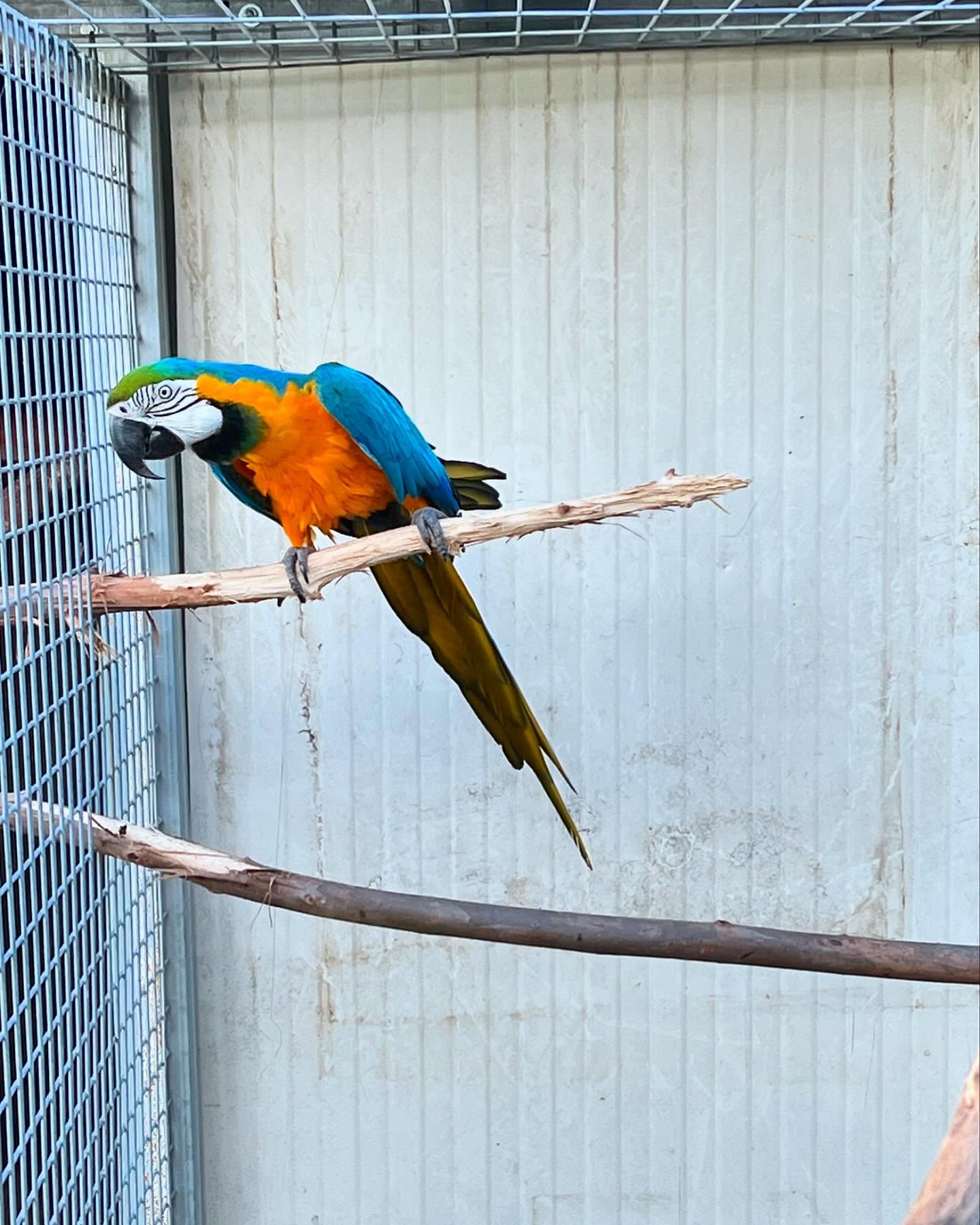 6-Month-Old Macaw Parrots