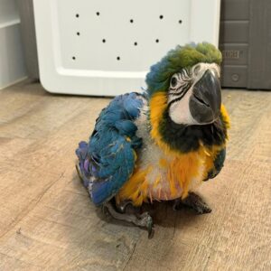 Baby Blue and Gold Macaw Pair